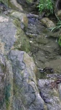 Yumuşak bir dere, yemyeşil ormandaki kayaların üzerinden akar..