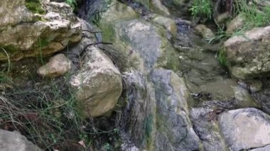 Yumuşak bir dere, yemyeşil ormandaki kayaların üzerinden akar..