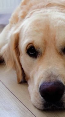 Güzel Golden Retriever köpeği modern ahşap zeminde dinleniyor. Uykusuzluk bastırırken gözleri yavaşça kapanıyor. Huzurlu ve rahat bir atmosfer yaratıyor.