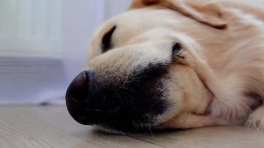 Golden Retriever 'ın yerde huzur içinde uyuyup dişlerini ve burnunu gösteren yakın plan fotoğrafı. Huzurlu ifade, konfor ve sükuneti ev ortamında yansıtır.