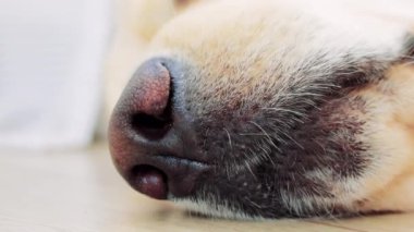Huzur içinde dinlenirken Golden Retriever 'ın burnunun yakın görüntüsü. Köpek sükunet ve konfor yayıyor, sevimli özelliklerini sergiliyor.