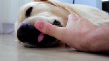 Golden Retriever köpeği yerde bir adamın elini yalıyor, sevgi ve güven anı gösteriyor. Oyuncu etkileşim, evcil hayvan ve ev sahibi arasındaki bağın kapalı bir ortamda vurgulanmasını sağlar.