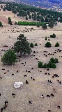 Shepherd sürüsüne göz kulak oluyor, onları anadolu dağlarında taze otlaklar aramaya götürüyor. Koyunlar, çobanlarının gözetimi altında huzur içinde otlar.