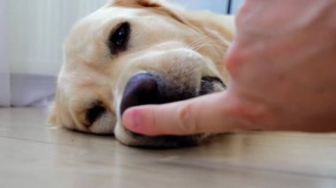 Golden Retriever köpeği ahşap bir zeminde yatıyor. Bir el uzanıyor ve köpeğin burnunu yudumluyor. Köpeğin gözleri kapalı ve bu ilginin tadını çıkarıyor gibi.