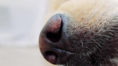 Golden Retriever 'ın parlak, ıslak burnunu gösteren yakın çekimi. Köpek nazikçe nefes alır, burun deliklerinin dokusunu ve detaylarını vurgulayarak, neşeli bir yoldaşın özünü somutlaştırır.
