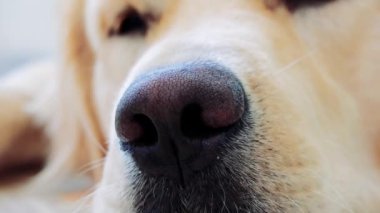 Serene Golden Retriever huzur içinde dinleniyor. Nazik nefesini ve sakin tavırlarını sergiliyor. Odak, köpeklerin burnunu, sükuneti ve memnuniyeti ön plana çıkarıyor.