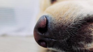 Golden Retriever 'ın burnuna yakın çekim huzurlu bir uyku sırasında nazik ve ritmik bir nefes alır. Kapalı bir ortamda sevilen bir hayvanın rahatlığını ve sükunetini vurgular.