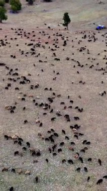 Çobanlar ve köpekler kırsal bir yol boyunca koyun sürüsü halinde birlikte çalışırlar. Manzara, güzel bir kırsal alanda tarım hayatının özünü yakalıyor.