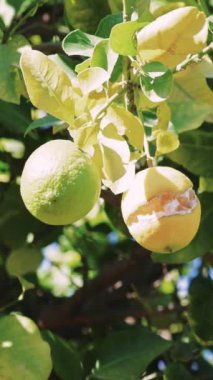 Bir ağaç vitrininde olgunlaşan limonlar, canlı sarı renkler, güneş ışığı yeşil yaprakların arasından süzülüp, serin bir bahçe ortamında, doğanın güzelliğini ön plana çıkarırken