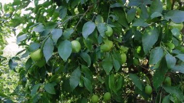 Ağaçtan sarkan yemyeşil limonlar ılık yaz melteminde usulca sallanıyorlar. Güneş ışığı yaprakların arasından süzülerek bahçede huzurlu ve rahatlatıcı bir atmosfer yaratır.