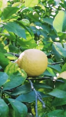 Güneş ışığı, yemyeşil yapraklarla çevrili bir dalda büyüyen iki olgun sarı limon banyosu yapar. Sahne yazın özünü yakalıyor, canlı renkler ve doğal güzellikler sergiliyor.