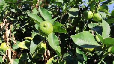 Limon dalları yemyeşil limonların yemyeşil yapraklar arasında büyüdüğünü gösteriyor, hepsi de sıcak güneş ışığıyla aydınlatılıyor. Canlı sahne, doğanın özünü yakalıyor. Bir yaz bahçesinde cömertlik.
