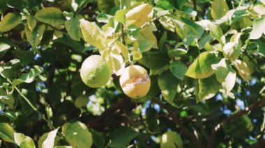 Bir ağaç vitrininde olgunlaşan limonlar, canlı sarı renkler, güneş ışığı yeşil yaprakların arasından süzülüp, serin bir bahçe ortamında, doğanın güzelliğini ön plana çıkarırken