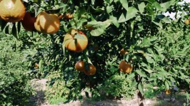 Olgun portakallarla süslenmiş, sıcak güneş ışığının tadını çıkaran bir dalın yakın görüntüsü. Canlı meyve, doğanın güzelliğini sergileyerek hasat için hazır olduğunun sinyallerini veriyor.