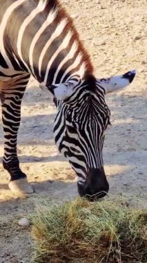 Zebra zarif bir şekilde geniş hayvanat bahçesinin içinde saman yiyor, güneş ışığında güneşlenirken karakteristik siyah ve beyaz çizgili bir ceket sergiliyor.