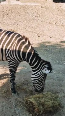 Zebra, hayvanat bahçesi etrafındaki samanlıkta huzur içinde otluyor vahşi yaşamı koruma ve doğal ortamdaki hayvan davranışlarını vurguluyor.