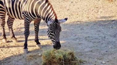 Zebra zarif bir şekilde geniş hayvanat bahçesinin içinde saman yiyor, güneş ışığında güneşlenirken karakteristik siyah ve beyaz çizgili bir ceket sergiliyor.