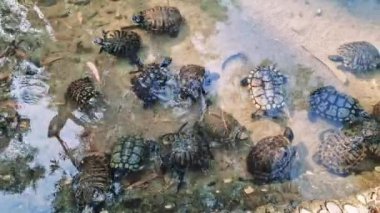 Sığ gölet sularında yüzen kaplumbağalar karmaşık dalgalar yaratır ve doğal su ekosisteminde zarif bir hareket sergilerler.