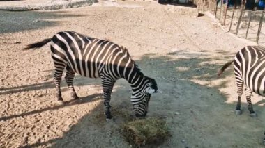Zebra, hayvanat bahçesi etrafındaki samanlıkta huzur içinde otluyor vahşi yaşamı koruma ve doğal ortamdaki hayvan davranışlarını vurguluyor.