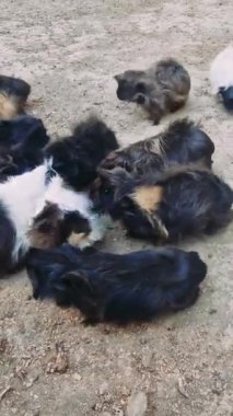 Değişen renk ve ceket uzunluklarından oluşan kobay fareleri, doğal sosyal davranışlar ve etkileşimler sergileyerek, toprak zeminli, açık havada şakacı bir şekilde dolaşıyorlar.