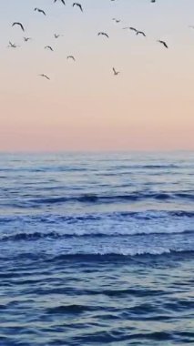 Yumuşak dalgalar kumlu sahil şeridinde süzülürken deniz kuşları zarif bir şekilde pastel renkli gökyüzünde süzülürken altın alacakaranlık sırasında büyüleyici doğal güzellikteki huzurlu deniz atmosferini yakalıyorlar.