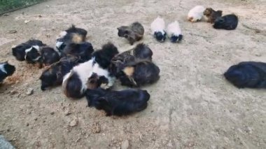 Değişen renk ve ceket uzunluklarından oluşan kobay fareleri, doğal sosyal davranışlar ve etkileşimler sergileyerek, toprak zeminli, açık havada şakacı bir şekilde dolaşıyorlar.