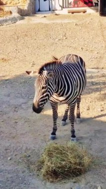 Zebralar hayvanat bahçesinin içinde samanlıkta otluyor, vahşi yaşamı koruma ve hayvan davranışlarını kontrol altında tutuyorlar.