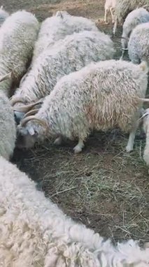 Kalın kaplamalı angora keçileri huzur içinde otluyor, kırsal alanda saman yiyorlar yumuşak beyaz postu güneş ışığını yakalıyor