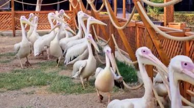 Hayvanat bahçesinde etraflarını çevreleyen pelikanlar, ahşap çitler ve ip bariyerleriyle birlikte hareket ederken kendilerine has gagalarını ve beyaz tüylerini sergiliyorlar.