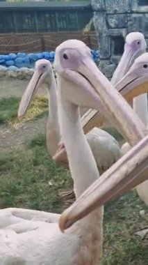 Birkaç pelikan açık havada bir arada duruyorlar, muhtemelen bir kuş barınağı ya da hayvanat bahçesi, kendilerine özgü uzun gagaları ve beyaz tüylerini sergiliyorlar.