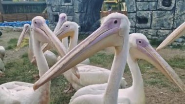 Birkaç pelikan açık havada bir arada duruyorlar, muhtemelen bir kuş barınağı ya da hayvanat bahçesi, kendilerine özgü uzun gagaları ve beyaz tüylerini sergiliyorlar.