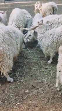 Uzun ve lüks tüyleri olan birkaç angora keçisi bir çiftlik muhafazası içinde samanlıkta otluyor, kalın kürkleri sıcak ve çarpıcı bir görüntü sağlıyor.