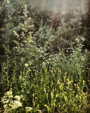 Güzel orman gizli bahçe tarzı 