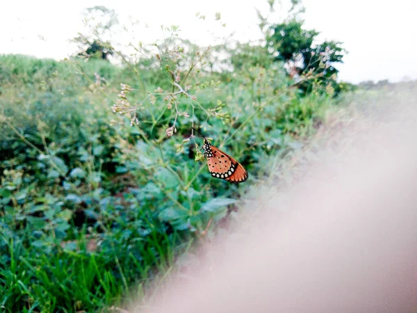 Бабочка Села Ветку — стоковое фото
