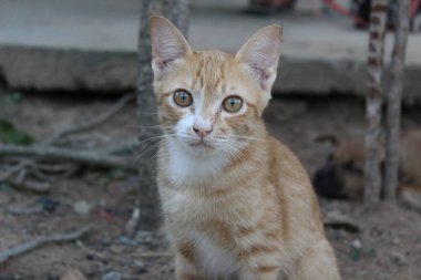 Kedi çok tatlı ve güzel. 