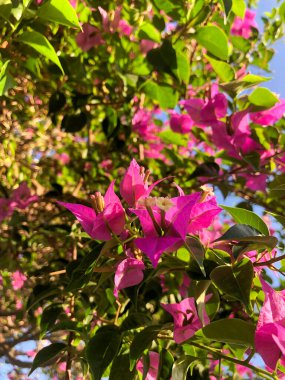 Tropik begonvil çiçekleri. Endonezya, Bali 'deki kır evinde pembe begonvil çiçekleri. Yaz mevsimi için güzel bir çiçek. Güneş ışığından gelen bir patlamayla resim parlar ve parlar..