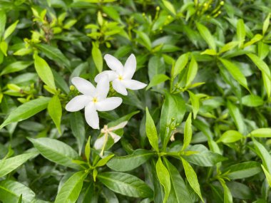 Bahçede açan bir demet beyaz fırıldak yasemin çiçeğini kapat.