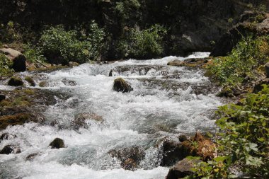Şelale, ormandaki dağ nehri.