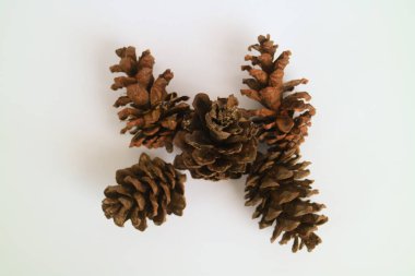 Çam kozalağı konileri, çeşitli çam ağaçları. Kurumuş çam kozalakları, Pinus merkusii tohumları, beyaz arka plana sığ odaklanma.