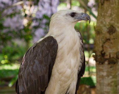 Sulawesi kartalı (Nisaetus lanceolatus), atmacagiller (Accipitridae) familyasından yırtıcı bir kuş türü. Beyaz bir vücudu, yüzü ve siyah ya da kahverengi kanatları olan bir kartal. Doğal arka planda izole edilmiş.