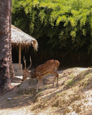 Benekli geyik ya da Rusa Tutul, Hintçe 'de Chital, İngilizce' de 