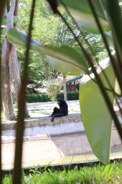 Gibbon yavrularını emzirirken Siamang (Symphalangus syndactylus), siyam maymununun çığlık atarken yüz ifadesi, Siamang 'ın yakın plan yüzü.