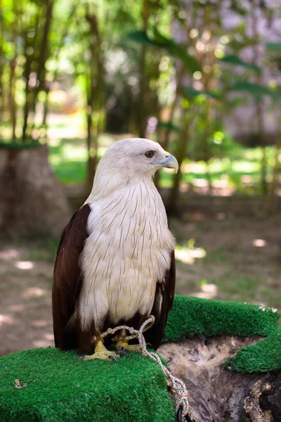 Der Sulawesi Adler Nisaetus Lanceolatus Ist Eine Raubvogelart Aus Der — Stockfoto