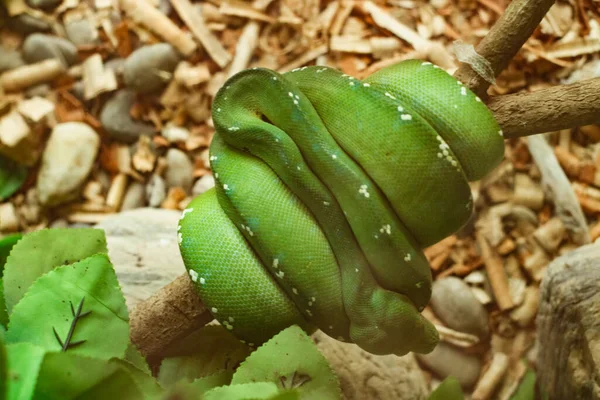 Opeodrys Род Небольших Средних Неядовитых Змей Обычно Называемых Зелёными Змеями — стоковое фото
