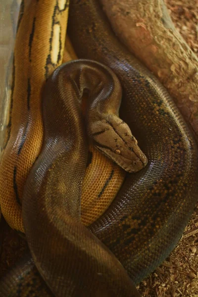 Πύθωνες Είναι Φίδια Που Έχουν Μοτίβα Μπατίκ Και Μεγάλα Σώματα — Φωτογραφία Αρχείου