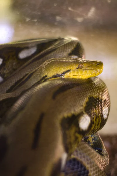 Les Serpents Sanca Rizière Construisent Les Animaux Sur Cette Photo — Photo