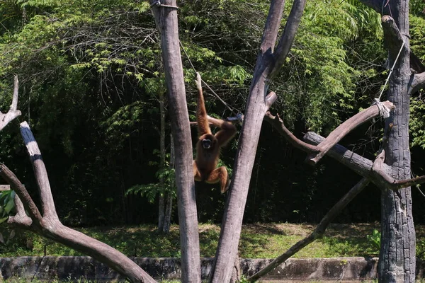 Gibbon Brun Babouin Balançant Dans Arbre Contre Ciel Bleu Arrière — Photo