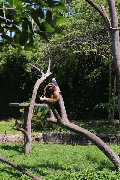 Bruine Gibbon Baviaan Swingend Een Boom Tegen Een Blauwe Lucht — Stockfoto