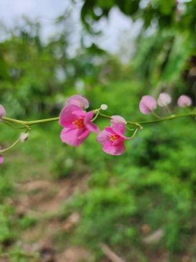 Meksikalı sarmaşık çiçekleri pembe beyaz sarı çiçekler 
