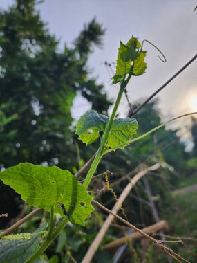 Phak Hai amazing vegetable green vegetable shoots